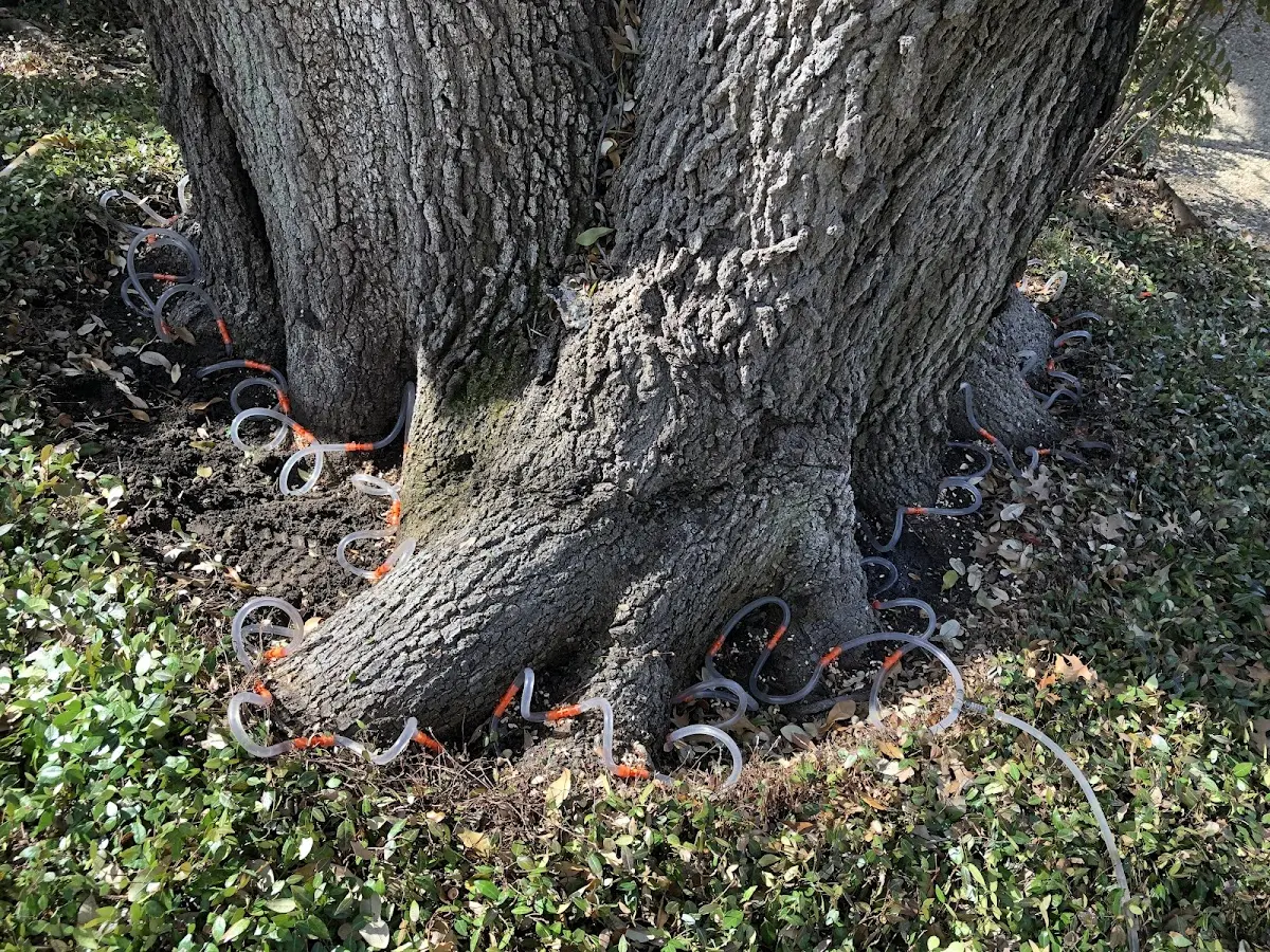 Detailed Tree Cabling and Bracing job site in Manning